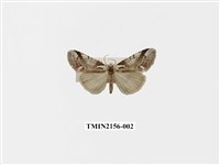 藏品(臺美波紋蛾)的圖片